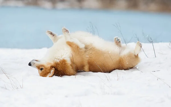 Perro yace en la nieve —  Fotos de Stock