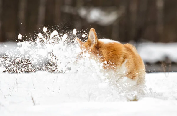 बर्फ मध्ये कुत्रा — स्टॉक फोटो, इमेज