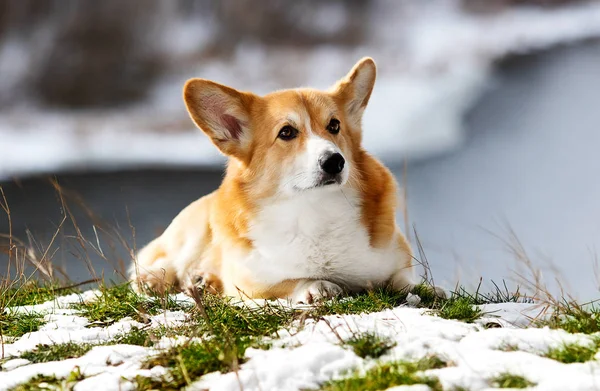 Cane gallese corgi primavera, la neve si scioglie — Foto Stock