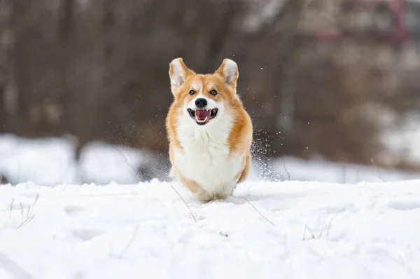 Валлійський коргі собака біжить на відкритому повітрі на снігу — стокове фото