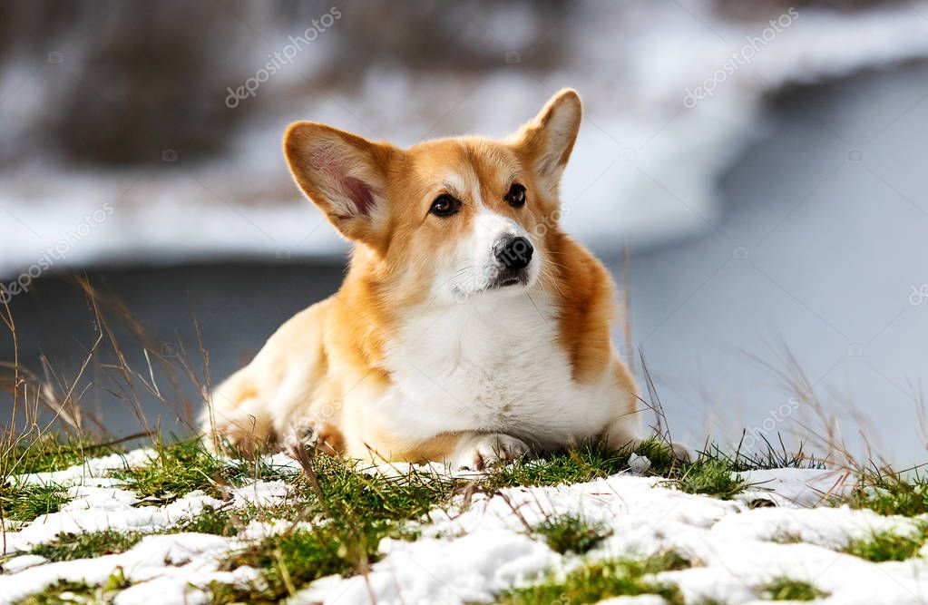 dog welsh corgi spring, the snow melts