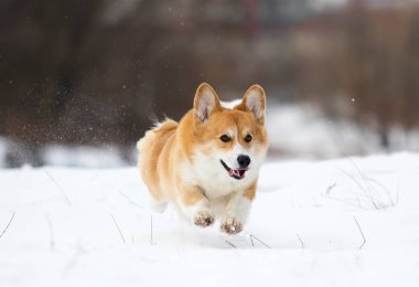 Köpek parkta koşuyor.