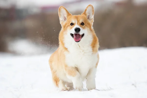 Cane Nel Parco Invernale — Foto Stock