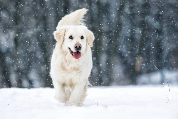Собака на улице зимой — стоковое фото