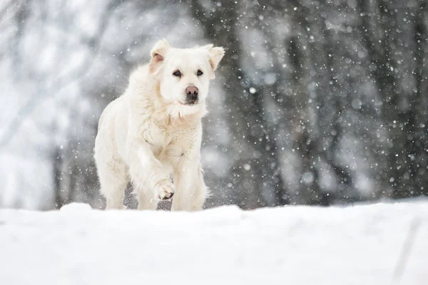 Golden retriever hond buiten in de winter — Stockfoto