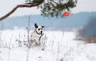 Dalmaçya köpeği açık havada çalışır