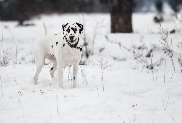 Cão ao ar livre no inverno — Fotografia de Stock