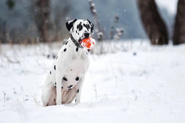 Cão ao ar livre no inverno — Fotografia de Stock