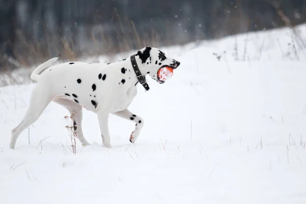 Hund im Winter im Freien — Stockfoto