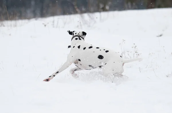 Dalmatiner Hund läuft draußen im Schnee — Stockfoto