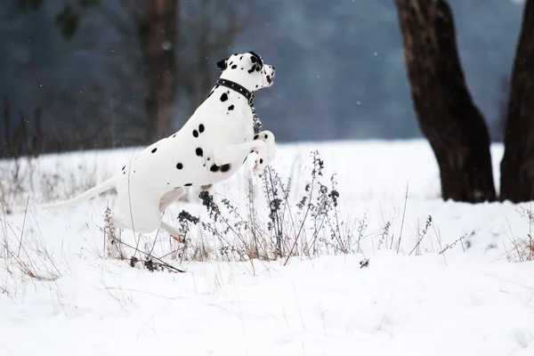 Dalmatiner Hund läuft draußen im Schnee — Stockfoto