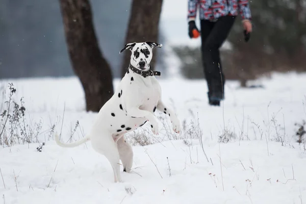 Dálmata cão corre ao ar livre — Fotografia de Stock