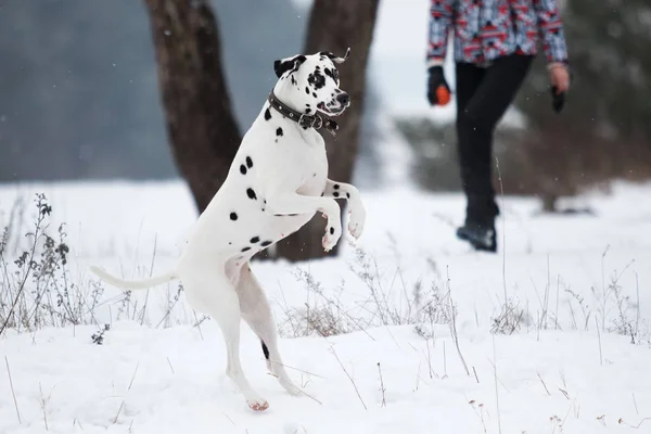 Dalmatiner Hund läuft ins Freie — Stockfoto