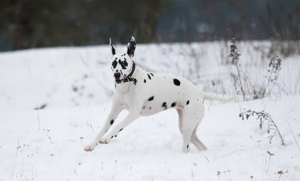 Cão ao ar livre no inverno — Fotografia de Stock