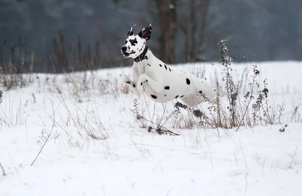 Cão ao ar livre no inverno — Fotografia de Stock