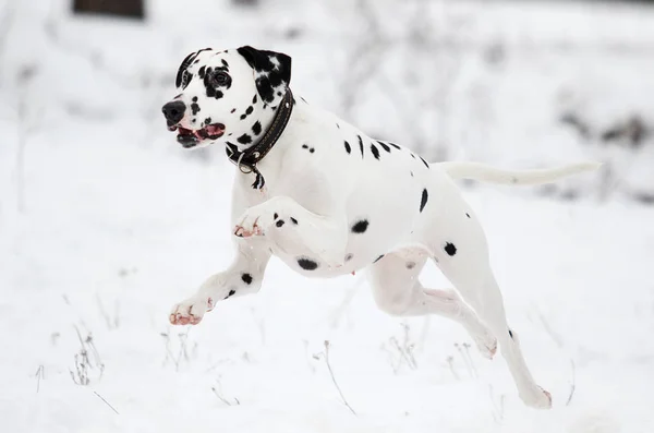 Cão ao ar livre no inverno — Fotografia de Stock