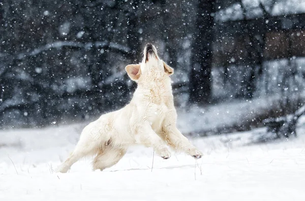Hond buiten in de winter — Stockfoto