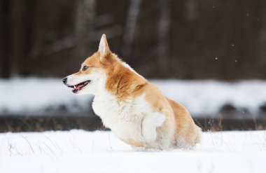 Köpek kış parkında