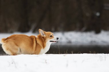 Köpek kış parkında