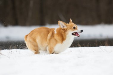 Köpek kış parkında