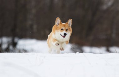 Köpek kış parkında