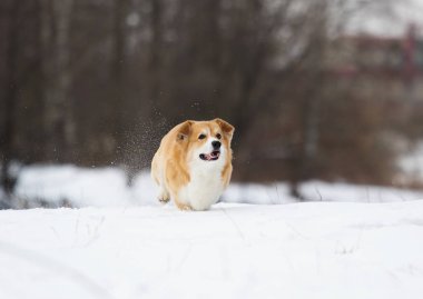 Köpek kış parkında