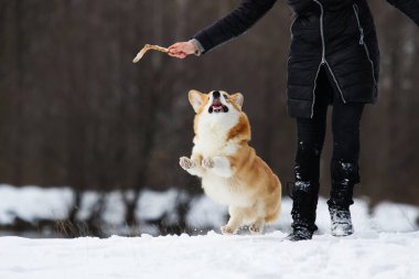 Kışın sosisli corgi.