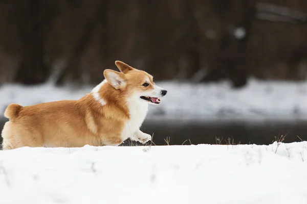 Cane Nel Parco Invernale — Foto Stock