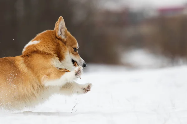 Cão Parque Inverno — Fotografia de Stock