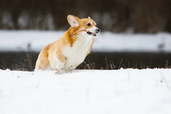 Σκύλος Στο Χειμερινό Πάρκο — Φωτογραφία Αρχείου
