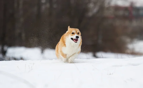 Cão Parque Inverno — Fotografia de Stock