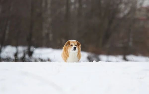 Σκύλος Στο Χειμερινό Πάρκο — Φωτογραφία Αρχείου
