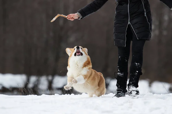 Собака Сварит Корги Зимой — стоковое фото