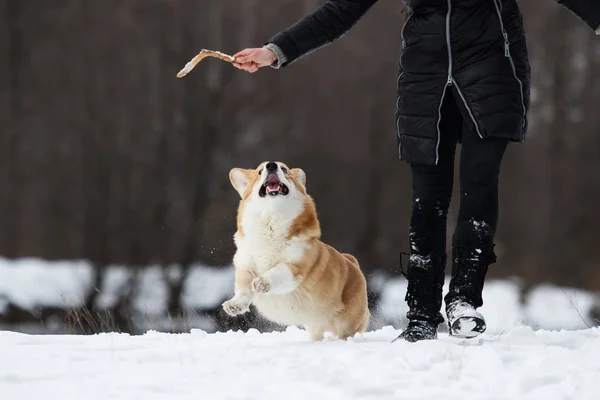 Cane Corgi Gallesi Inverno — Foto Stock