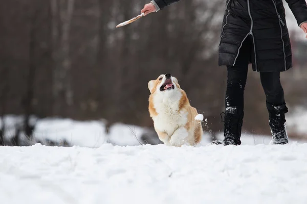 Cane Corgi Gallesi Inverno — Foto Stock