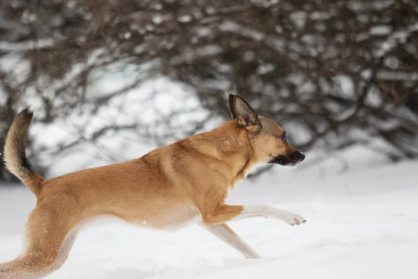 冬の公園の犬は — ストック写真