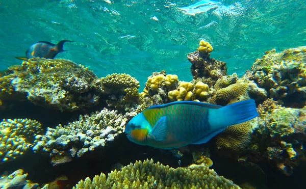 Loro Arrecife Coral — Foto de Stock