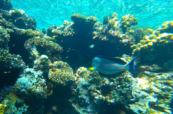 Cirujano Peces Arrecife Coral — Foto de Stock
