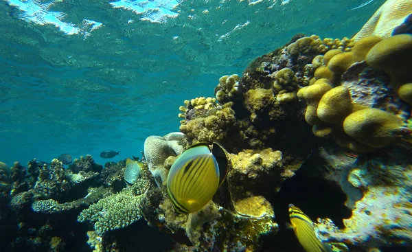 Arrecife Coral Peces Mariposa — Foto de Stock