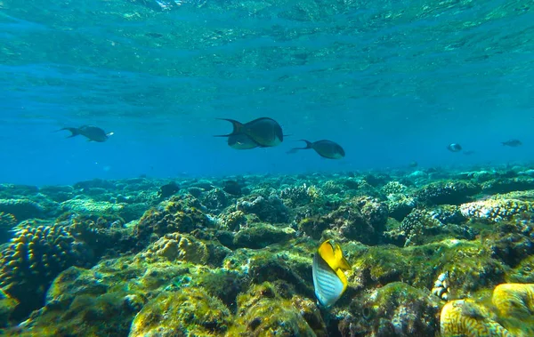 Arrecife Coral Peces — Foto de Stock