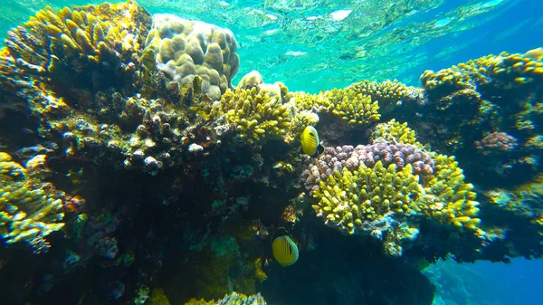 Arrecife Coral Peces Mariposa — Foto de Stock