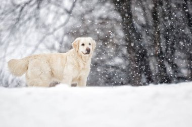Golden retriever köpek kış Park