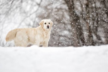 Golden retriever köpek kış Park