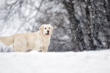 Golden retriever köpek kış Park