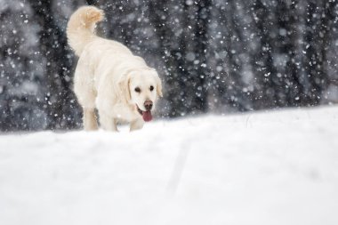 Golden retriever köpek kış Park