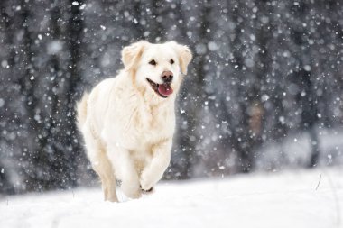 Golden retriever köpek kış Park