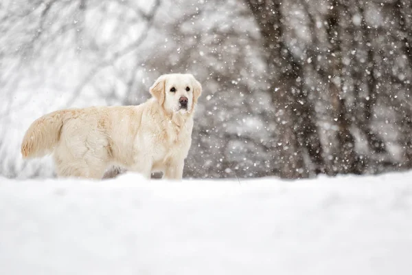Golden Retriever Dog Winter Park — Stock Photo, Image