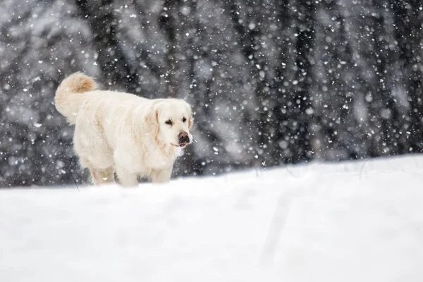 Golden Retriever Σκύλου Στο Χειμερινό Πάρκο — Φωτογραφία Αρχείου