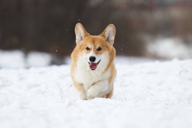 açık havada çalışan karda Galce corgi köpek