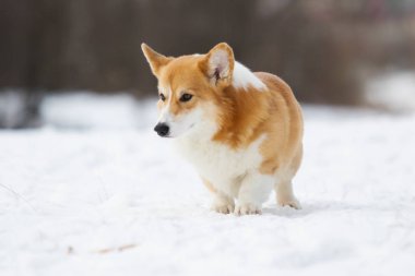 Galli Corgi sosisi karda dışarıda.